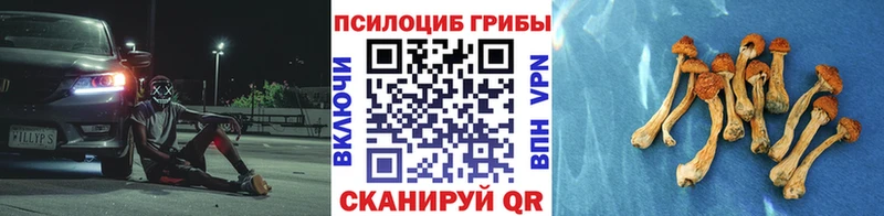 наркотики Ленинградская Галлюциногенные грибы Psilocybine cubensis